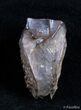 Large Shed Triceratops Tooth #2894-1